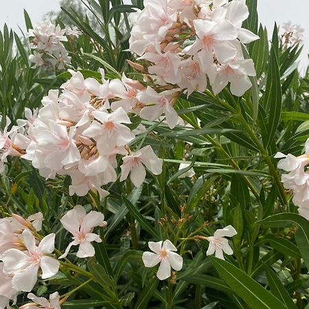 大加那利岛拉斯帕尔马斯El Rincon De Valentina 4B公寓 外观 照片
