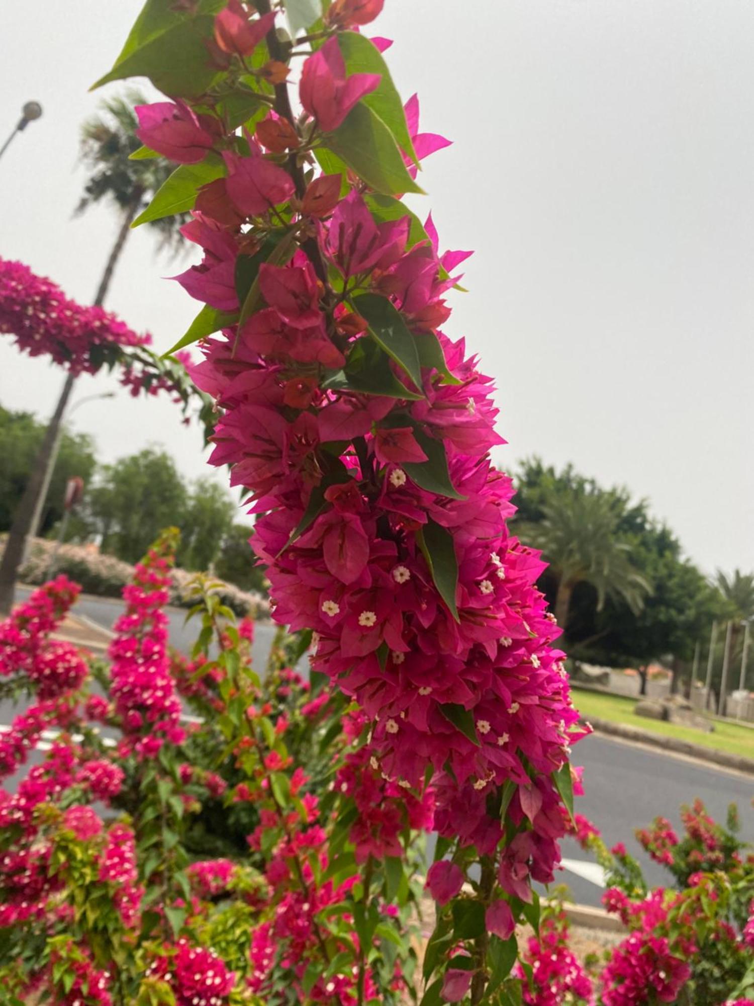 大加那利岛拉斯帕尔马斯El Rincon De Valentina 4B公寓 外观 照片
