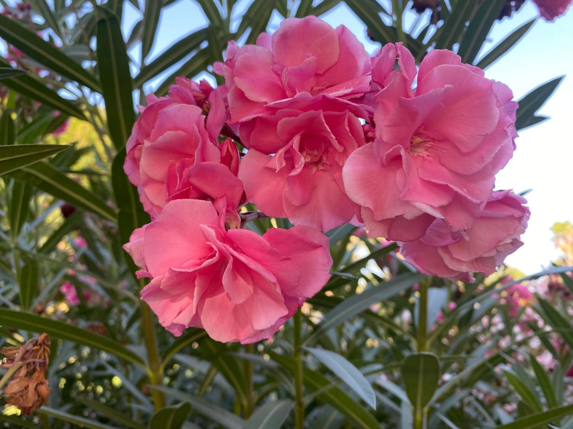 大加那利岛拉斯帕尔马斯El Rincon De Valentina 4B公寓 外观 照片